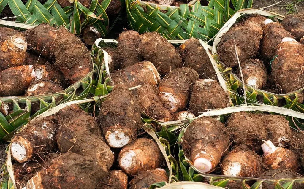 How to eat taro correctly?