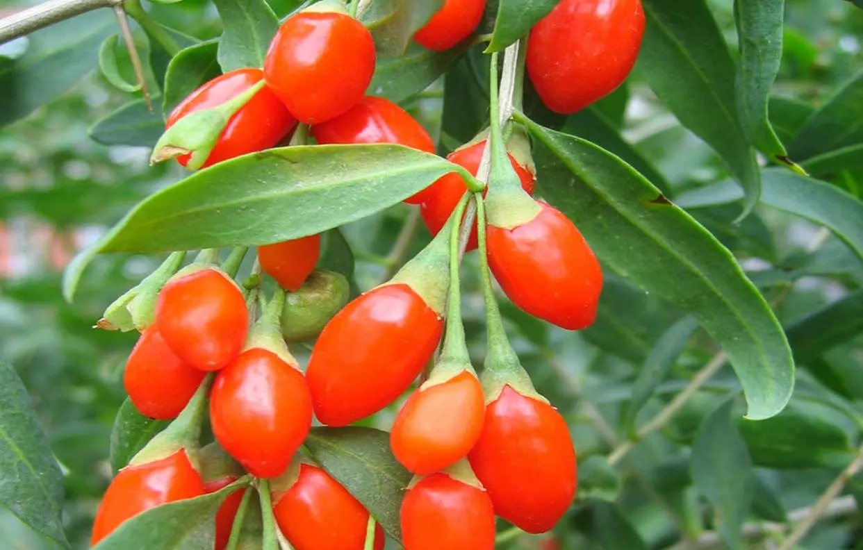 Benefits of eating goji berries every night
