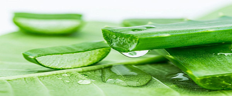 what is the advantage of aloe vera and its benefits and uses