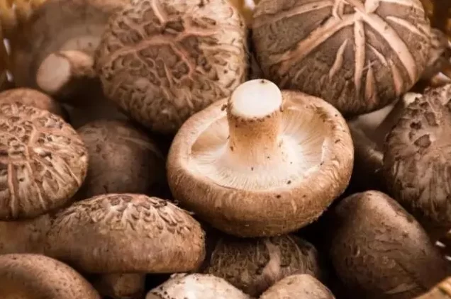 Which type of mushrooms can we eats dry or wet