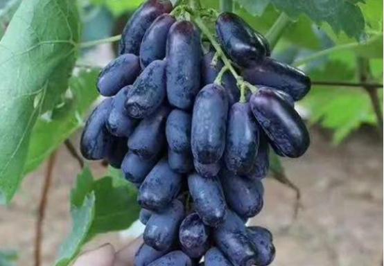 Benefits of eating grapes fruit regularly