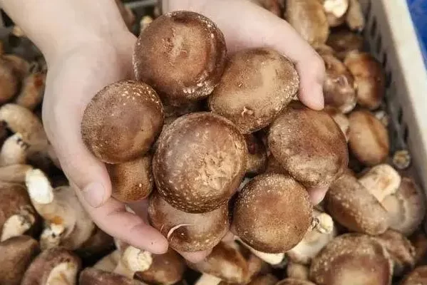  Should you buy large or small mushrooms?