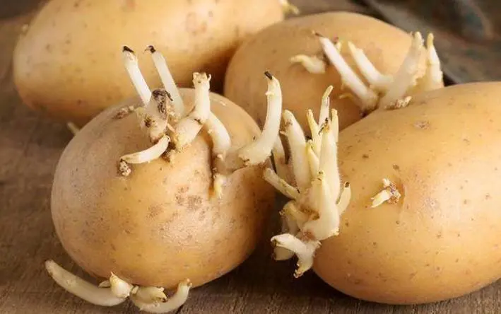 some sprouted potatoes contain a lot of minerals and vitamins