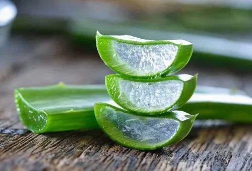 what is the use and benefits of aloe bera