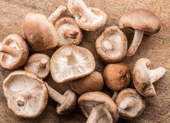 Which type of mushrooms can we eats dry or wet