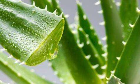 how to remove acne or pimple from the face by using aloe vera