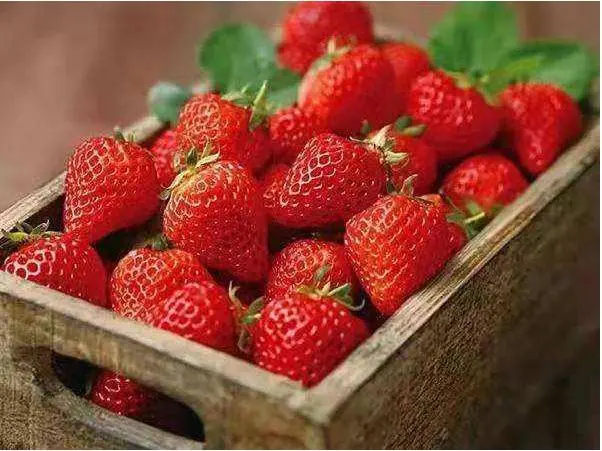 Why strawberries cannot be eaten by children?