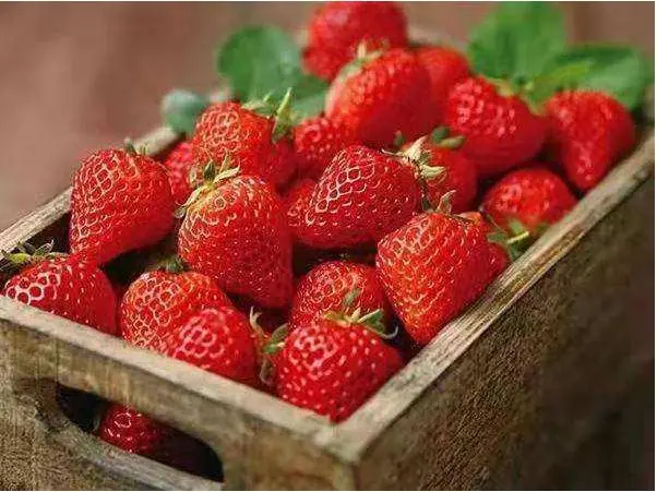 What are the benefits of eating strawberries?