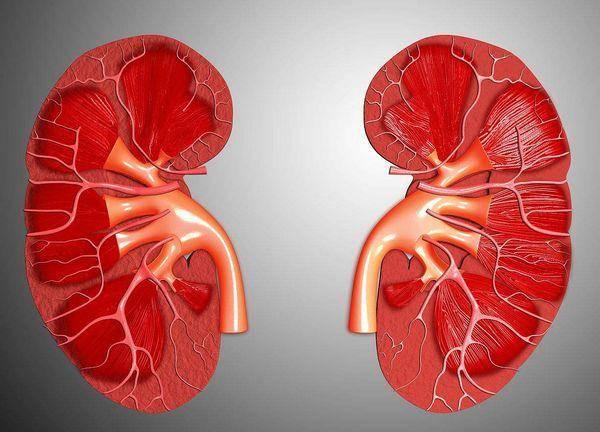 When you drink water and urinate more does it mean that the kidneys are good or bad?
