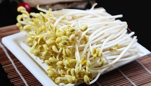 benefits of eating rootless bean sprouts