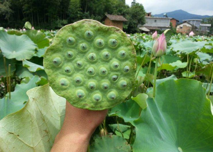 What the benefits of eating lotus seed - GrowMoreHealth