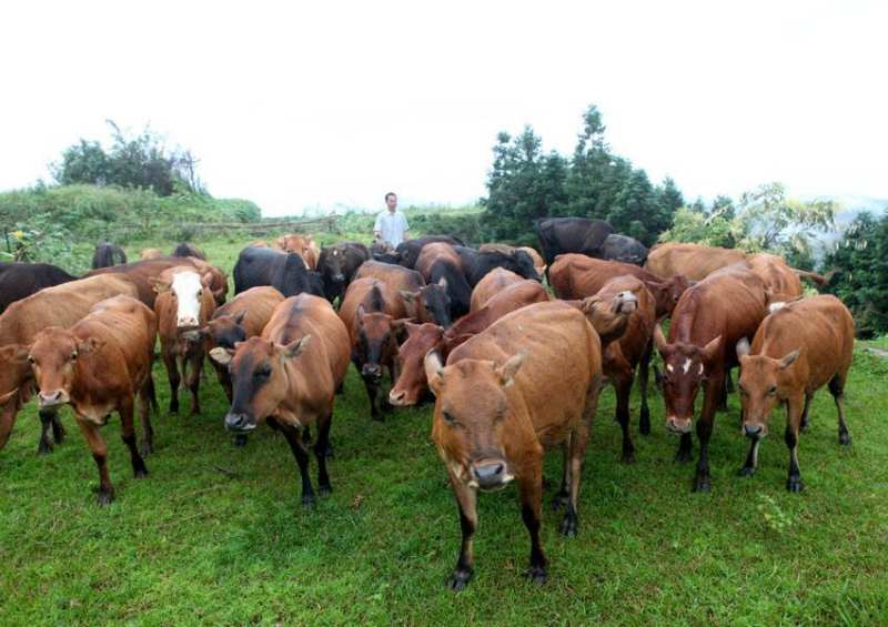 Management methods of cattle bulls: