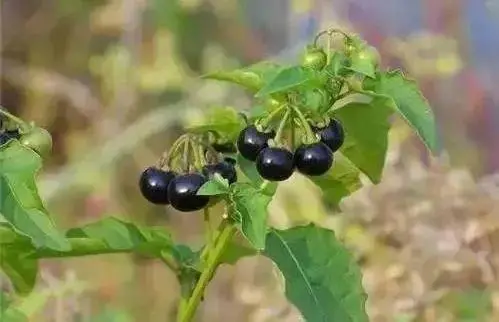 benefits of eating black nightshades 