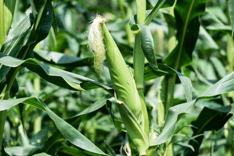 How to control corn ground aphids?