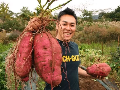  Sweet potatoes can kill 98.7% of cancer cells is it true or false?