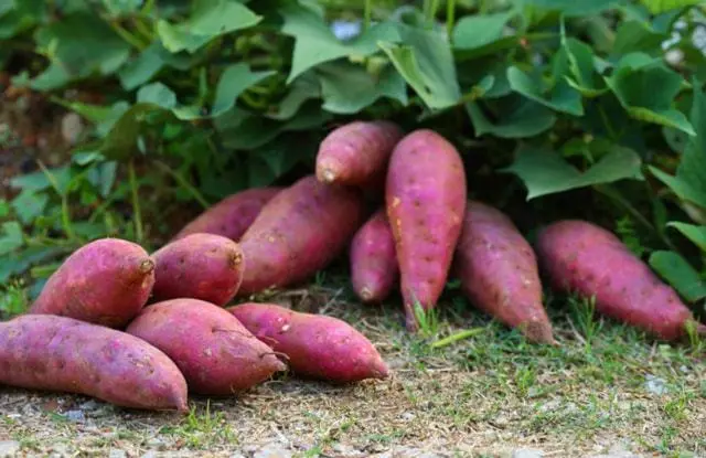why do people still use to eat sweet potatoes for lose weight?