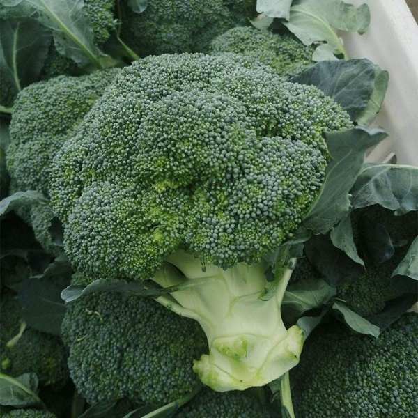 benefits of eating broccoli