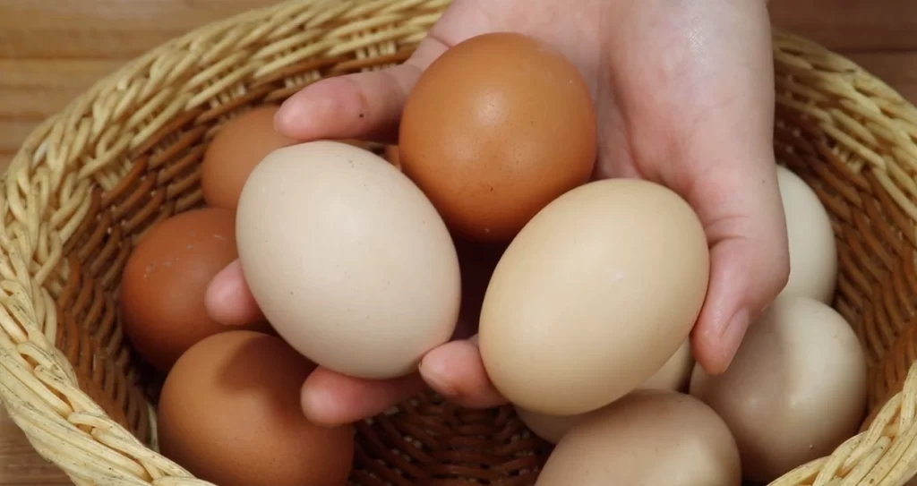 Hormone eggs are very harmful professional explanations by large farmers 