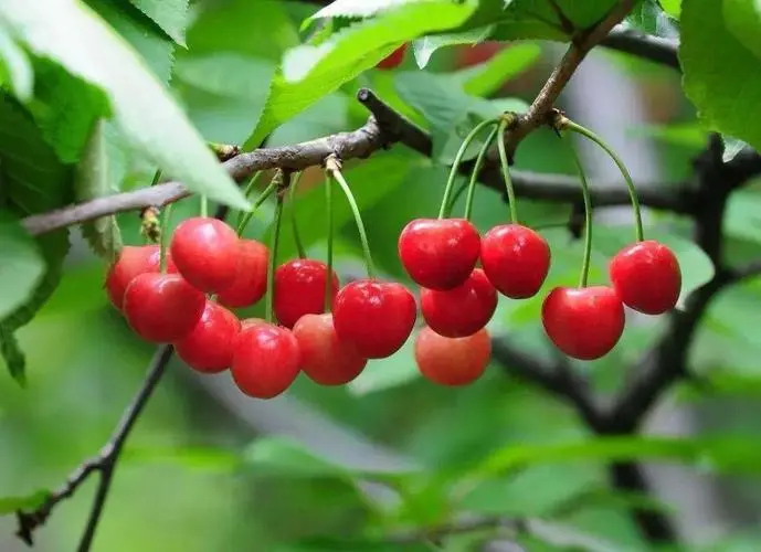 benefits of eating cherry