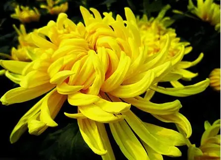 Chrysanthemum