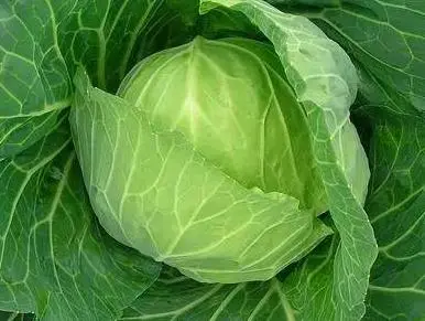 cabbage 