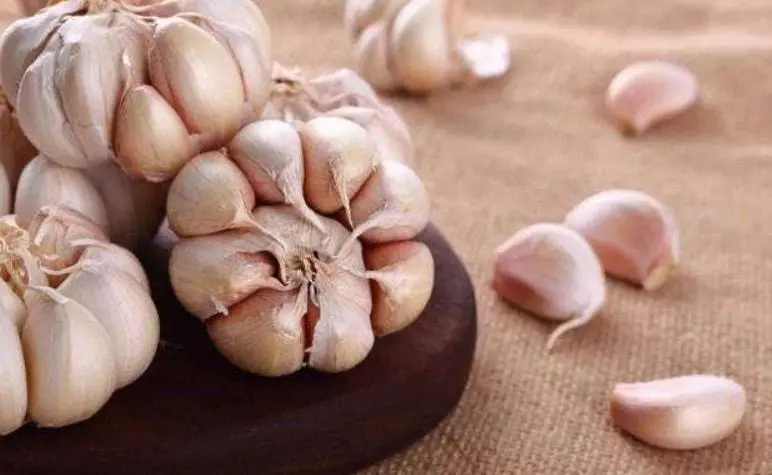 what is the benefits of eating garlic regularly