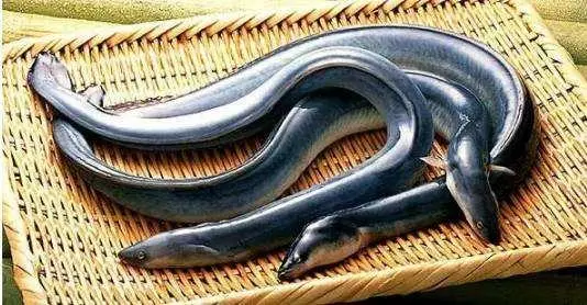 benefits of eating River eel