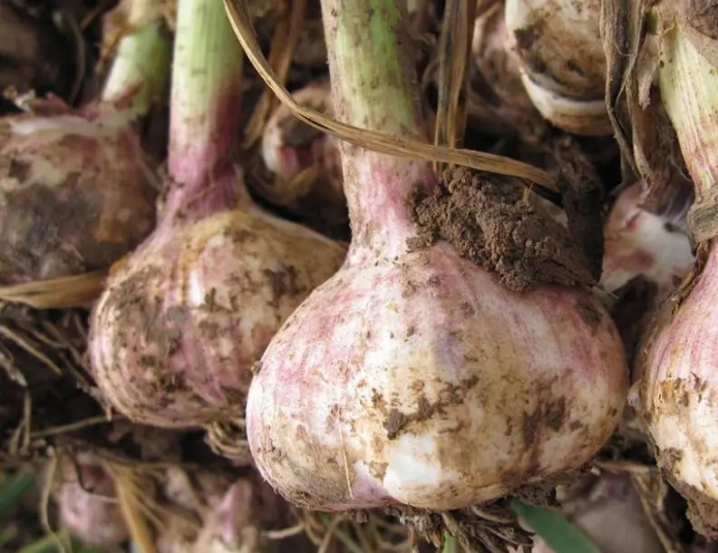 benefits of eating garlic