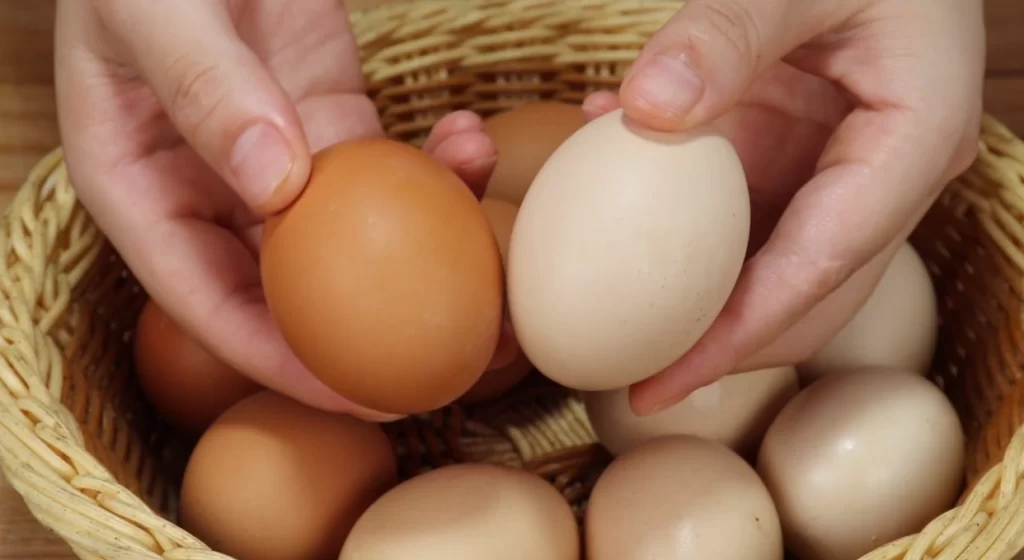 Hormone eggs are very harmful professional explanations by large farmers 