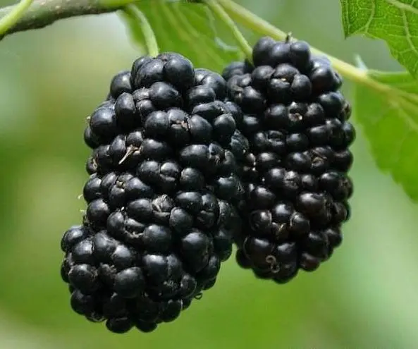 benefits of eating mulberry
