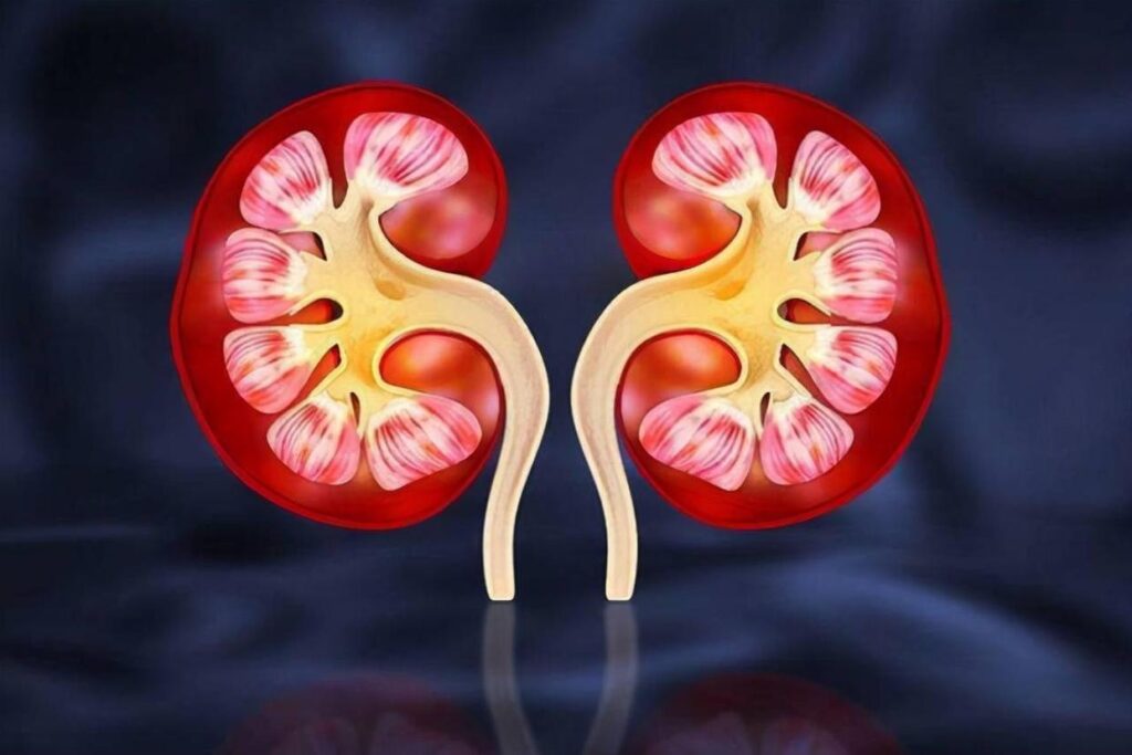 What problems should be paid attention to in the maintenance of kidneys