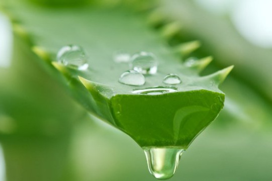 what are the benefits of apply aloe vera on face ?