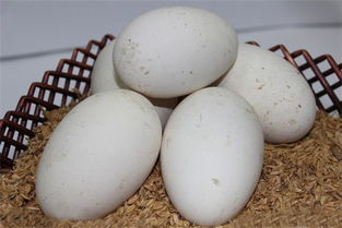 Eating goose eggs is good for women who are confinement