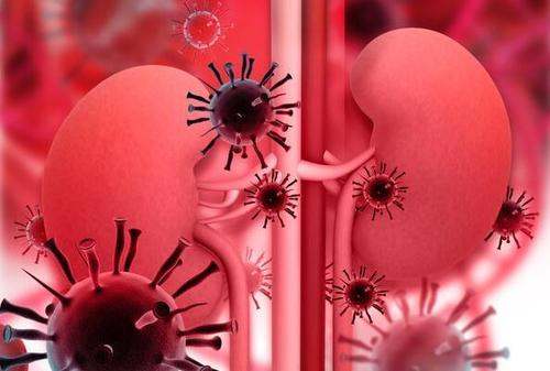 How to prevent chronic nephritis from developing to uremia