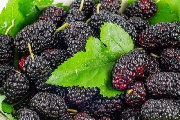 What are the benefits of eating dried mulberries