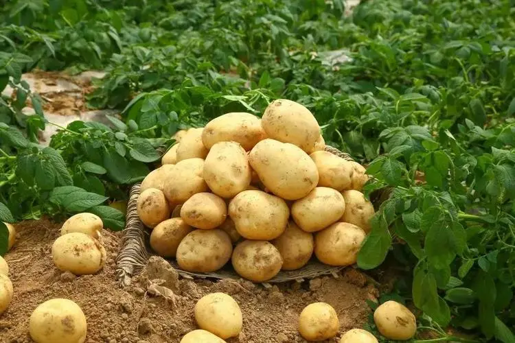 benefits of eating potatoes 