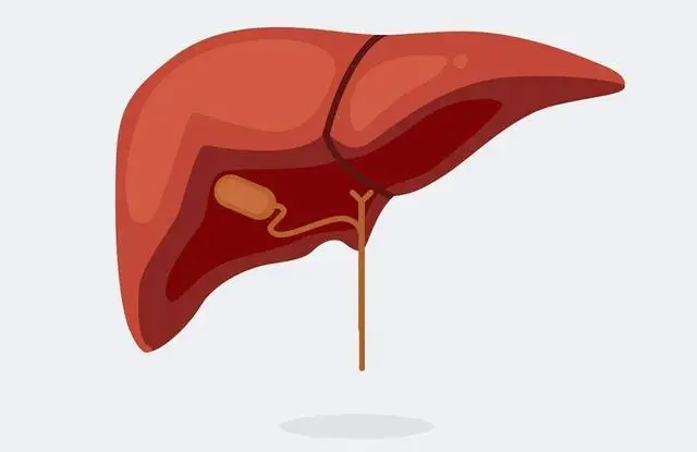 how to secure liver 
