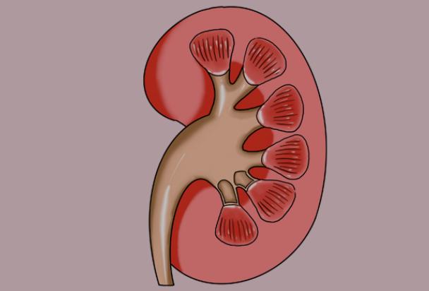 what are the best food for nourish the kidneys