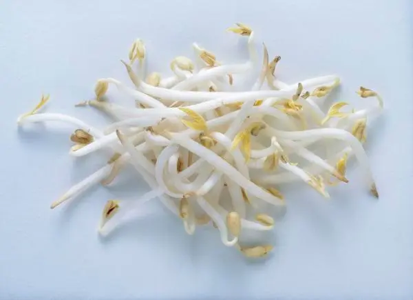 benefits of eating rootless bean sprouts