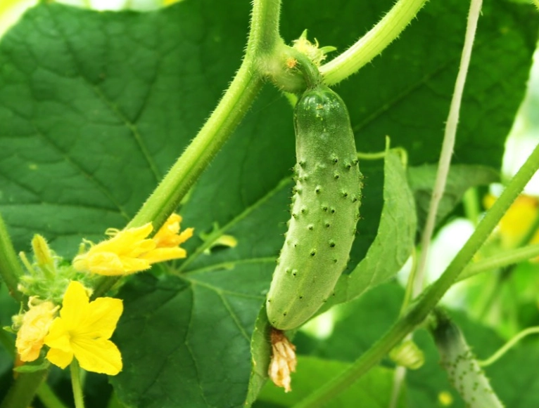 what is the side effect of eating cucumber with flower 