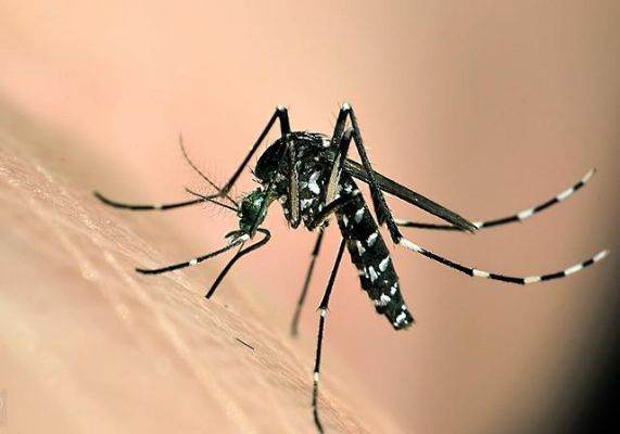 Why don’t mosquito bites cause HIV infection