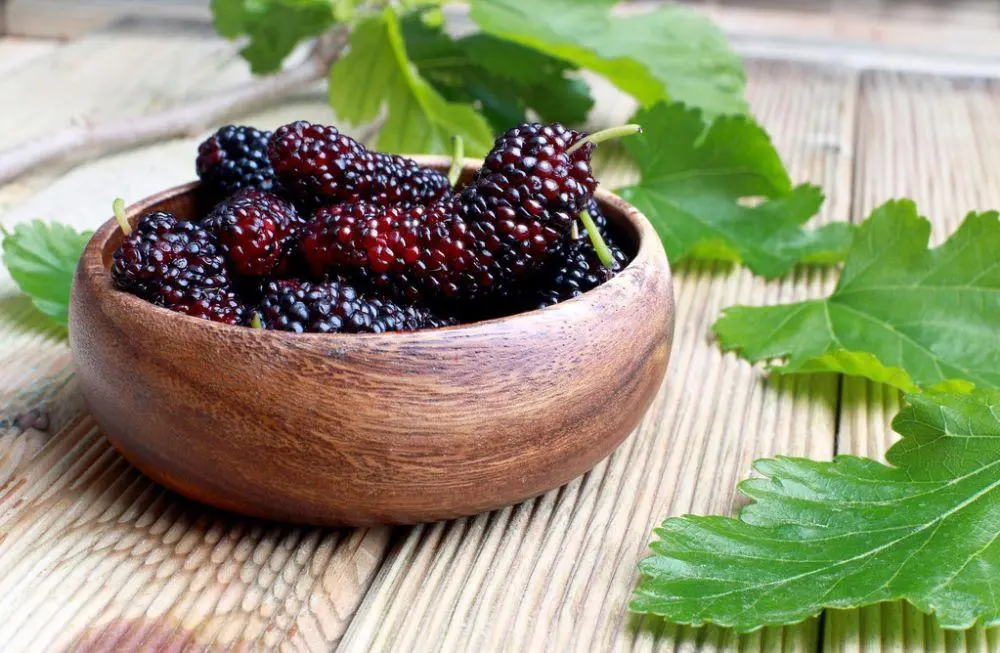 benefits of eating mulberry 