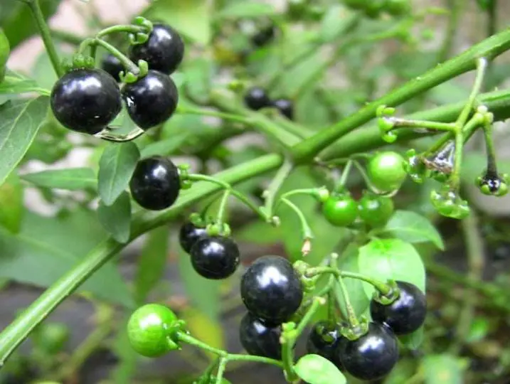 benefits of eating nightshade