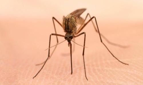Why don't mosquito bites cause HIV infection
