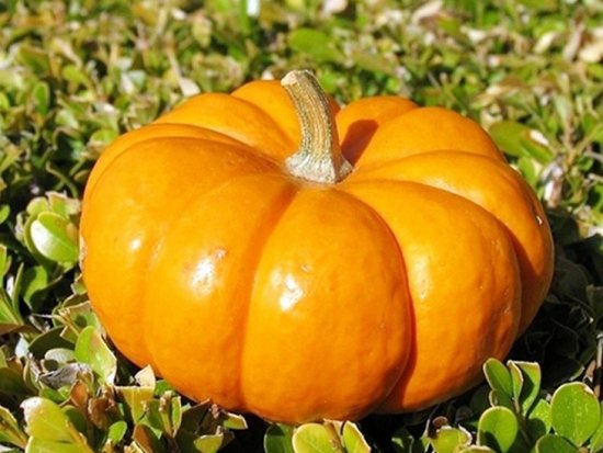 benefits of eating pumpkin 