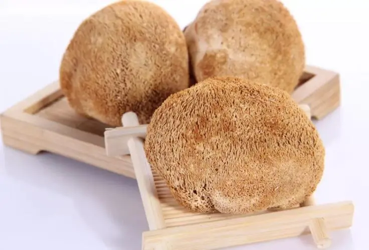 what is the benefits of eating Hericium erinaceus
