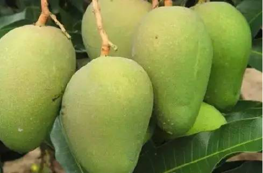 What is the benefits of eating mango