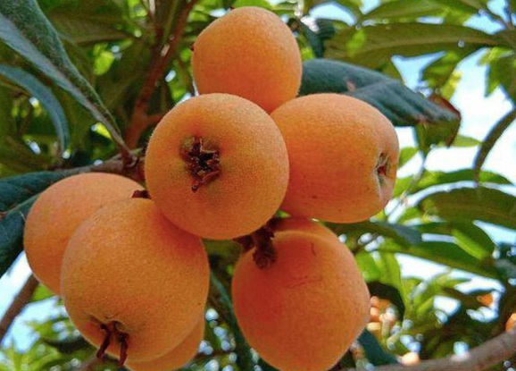 What are the 6 best fruit we should eat more