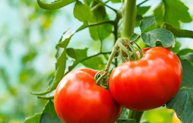 benefits of eating tomatoes 