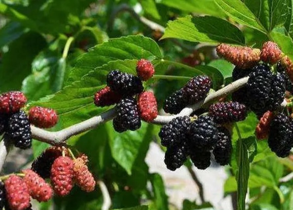 benefits of eating mulberries 